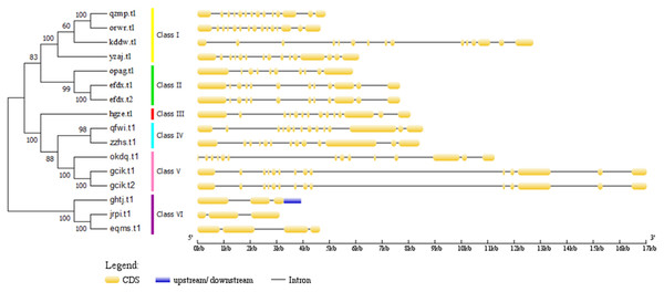 Phylogenetic relationships of BvARF proteins and exon/intron stuctures of BvARF gene.