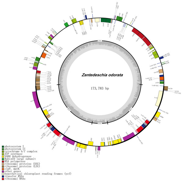 Gene map of chloroplast genome of Z. odorata.