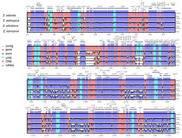Comparison of four cp genomes using the mVISTA alignment program.