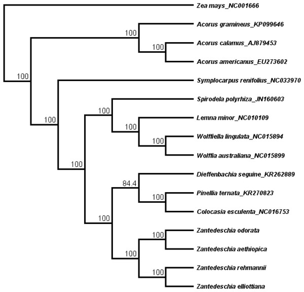 The maximum likelihood (ML) phylogenetic tree based on 14 complete chloroplast genome sequence.