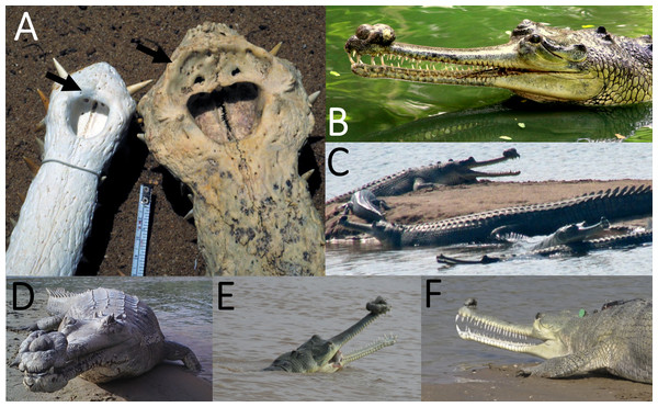 Gharial snouts and the ghara.