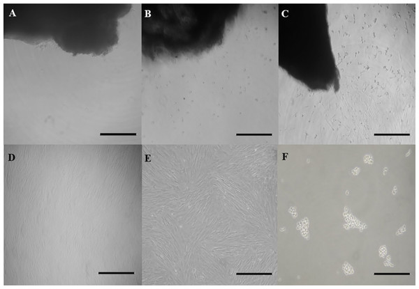 Outgrowth of fibroblast cells from ear skin samples of collared peccaries.