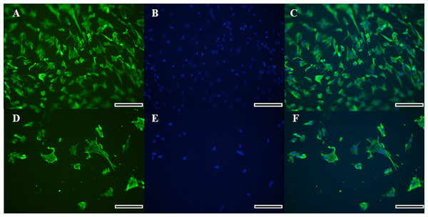 Immunocytochemical detection of vimetin protein for identification of collared peccary fibroblasts.