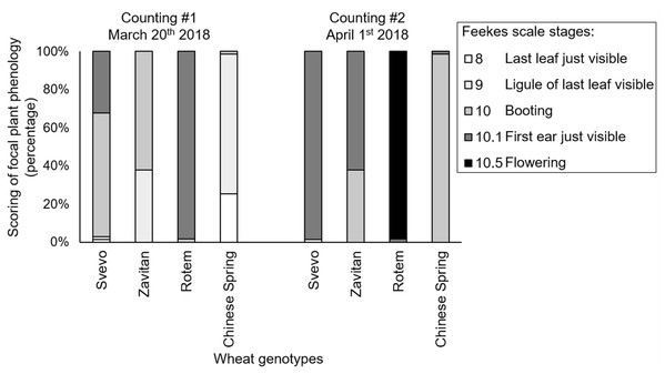 Phenology scores of four wheat genotypes.