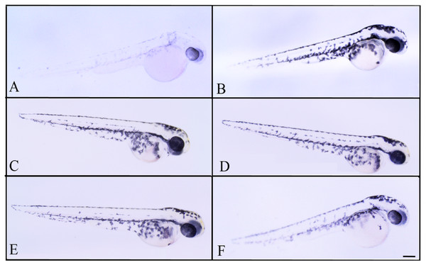 Effects of melanogenic inhibition on the pigmentation of zebrafish treated with C. islandica extracts.