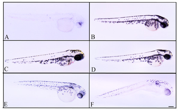 Effects of melanogenic inhibition on the pigmentation of zebrafish treated with L. vulpina extracts.