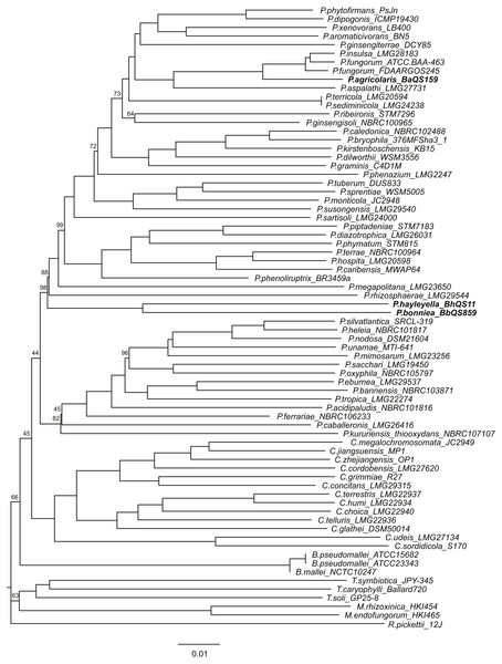 Whole genome phylogeny including three new non-pathogenic Paraburkholderia species found in association with D. discoideum and Burkholderia sensu lato species.