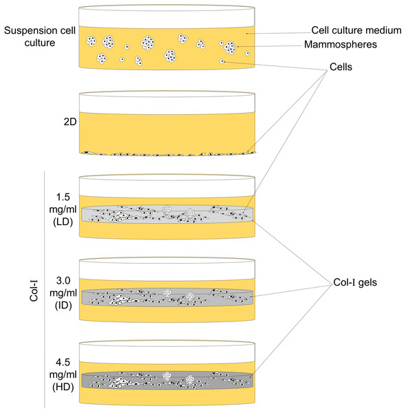 Scheme of cell culture environments used in this study.