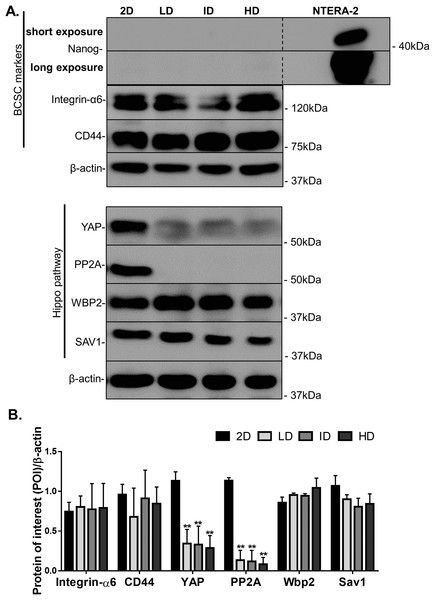 Immunoblotting of CSC-related and mechanotransduction markers from MDA-MB-231 cells cultured on a 2D surface or within Col-I gels.