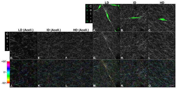 Microstructure analysis of Col-I fibers by confocal reflectance.