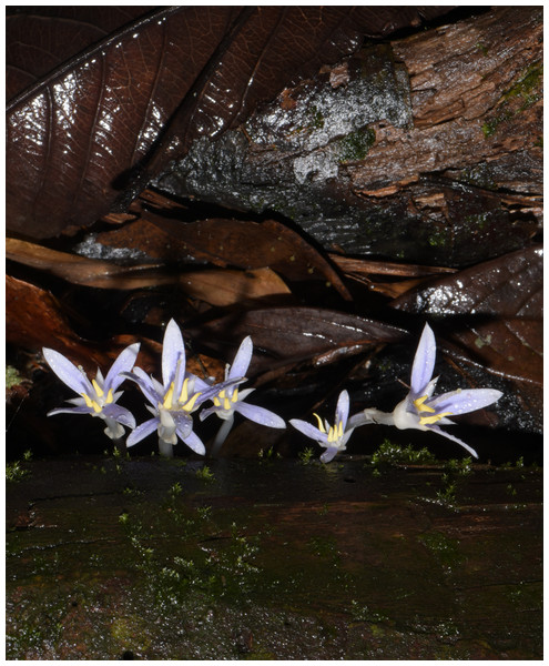 Image of the tiny, achlorophyllous eudicot Exacum paucisquama in its natural habitat.