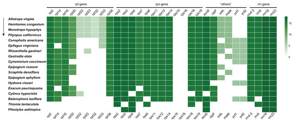 Summary of the rpl, rps, “others” (accD, clpP, infA, matK, ycf1 and ycf2), and rrn genes in the plastome of E. paucisquama and 17 other fully heterotrophic species.