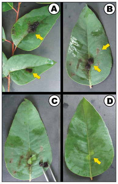 Eucalyptus urograndis leaves colonized by Brasilonema octagenarum UFV-E1.