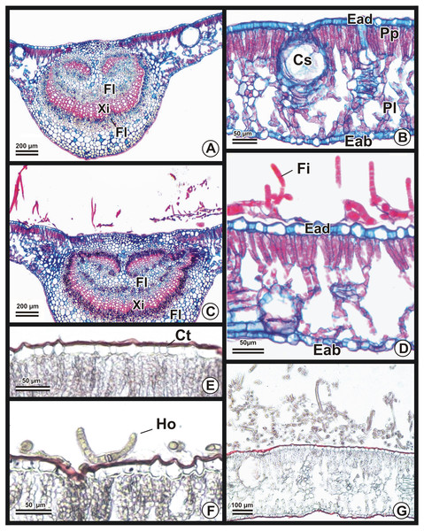 Photomicrographs of cross sections from Eucalyptus urograndis leaves stained with safranin/astra blue (A–D) or Sudan (E–G).