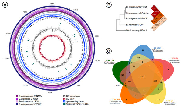 Comparisons between the Brasilonema genomes characterized in this work.