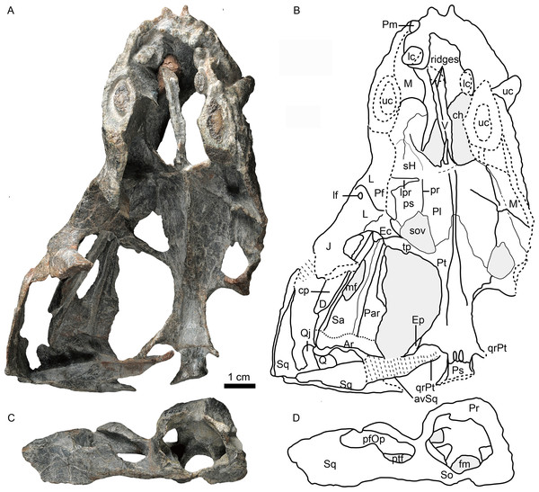 Holotype of Caodeyao liuyufengi (IVPP V 23298) in dorsal view: (A) photo and (B) drawing of skull with mandibles; (C) photo and (D) drawing of occiput and braincase.