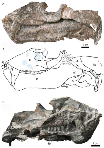 The tetrapod fauna of the upper Permian Naobaogou Formation of China: 5 ...