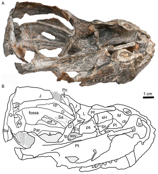 Holotype of Caodeyao liuyufengi (IVPP V 23298), skull with mandibles: (A) photo and (B) drawing in dorsomedial view.