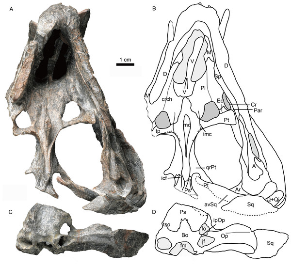 Holotype of Caodeyao liuyufengi (IVPP V 23298) in ventral view: (A) photo and (B) drawing of skull with mandibles; (C) photo and (D) drawing of occiput and braincase.