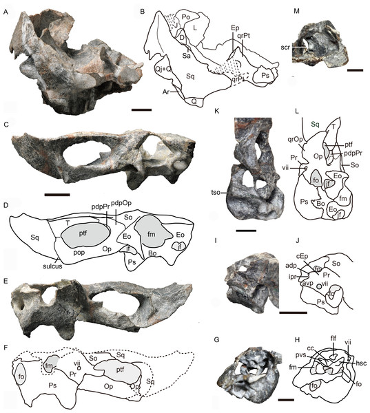 Holotype of Caodeyao liuyufengi (IVPP V 23298): incomplete skull, occiput and braincase.