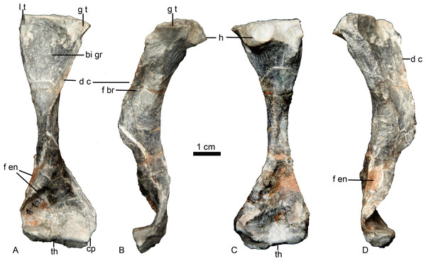 Holotype of Caodeyao liuyufengi. (IVPP V 23298), left humerus in (A) ventral, (B) anterolateral, (C) dorsal, and (D) posteromedial views.