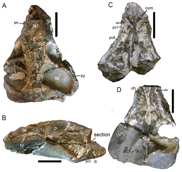 Holotype of Nanictidops kitchingi (RC 49): skull in (A) dorsal and (B) right lateral views; section of skull (indicated in B) in (C) dorsal and (D) ventral views.