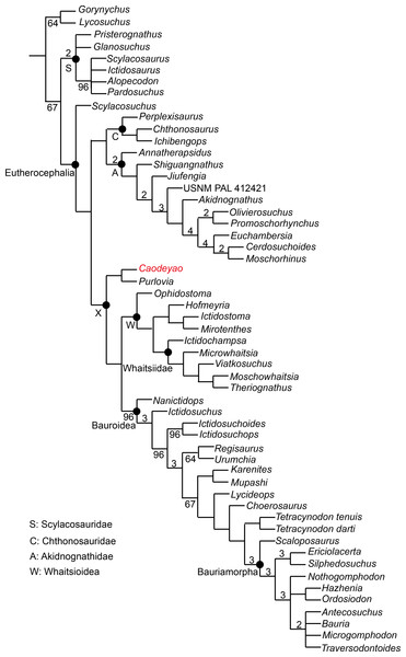 Major consensus tree of Therocephalia relationships. Caodeyao is indicated in red.