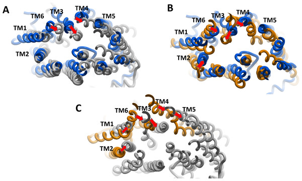 The superimposition of P-glycoprotein (P-gp) structures post molecular dynamics showing the changes in transmembrane (TM) helices.
