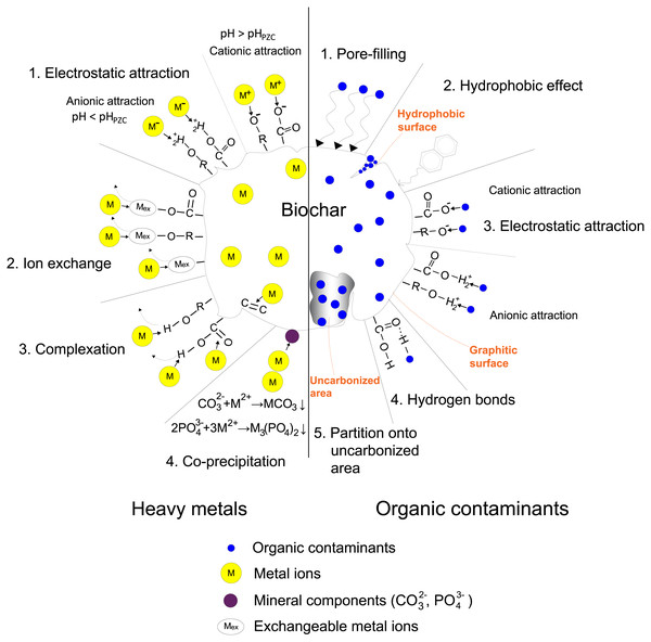 Sorption mechanisms of heavy metals and organic contaminants on biochar.