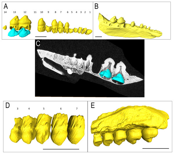 Bolosaurus CT scan data.