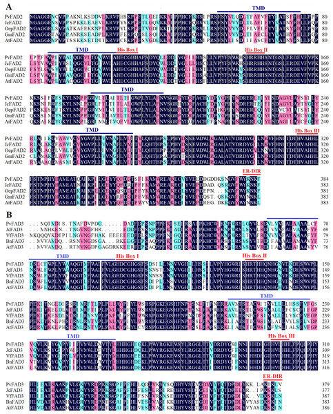 Comparison of the amino acid sequences of the PvFAD2 and PvFAD3 from Sacha Inchi with other plants.