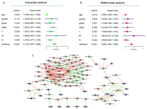 Network of survival-associated AS splicing factors.