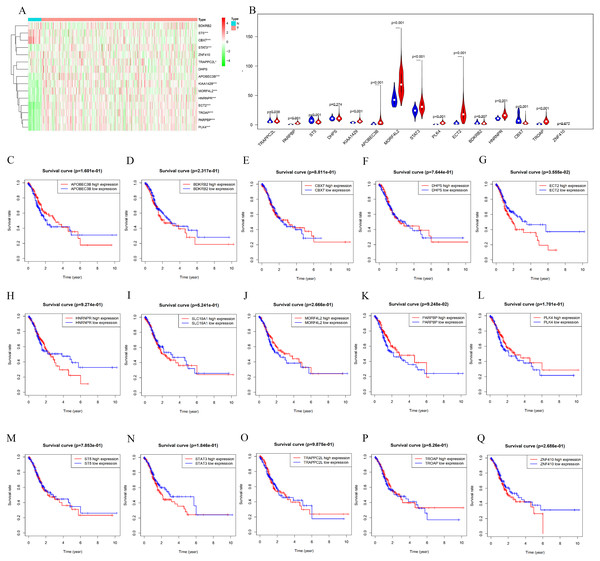 mRNA expression and K-M curves of genes from the fifteen splicing events used in constructing “risk score (AA)” in GC.