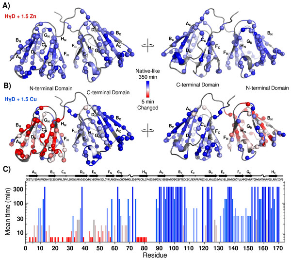 HγD conformational changes induced by metal ions followed by real time NMR.