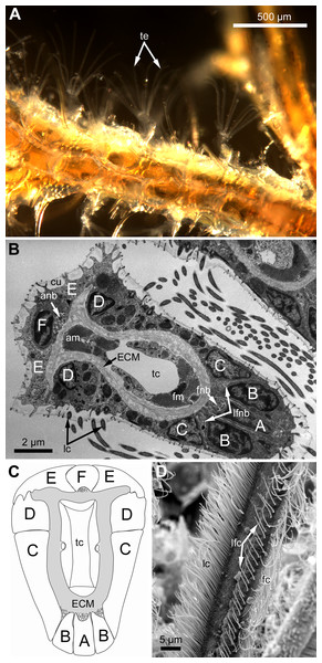 General structure of tentacles in gymnolaemates.