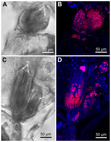 Proliferating activity in buds of Rhamphostomella ovata (Red—EdU-labeling; blue—Hoechst).