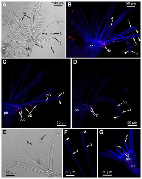 Proliferating activity in the lophophore of adult polypides (6th age class) in Electra pilosa during experimental tentacle regeneration.