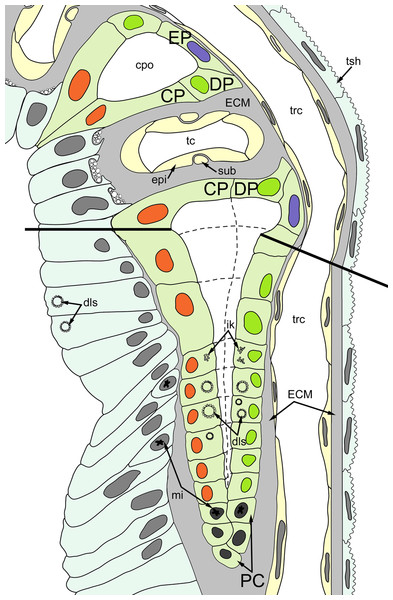 A schematic drawing of the ciliated pit in Rhamphostomella ovata.