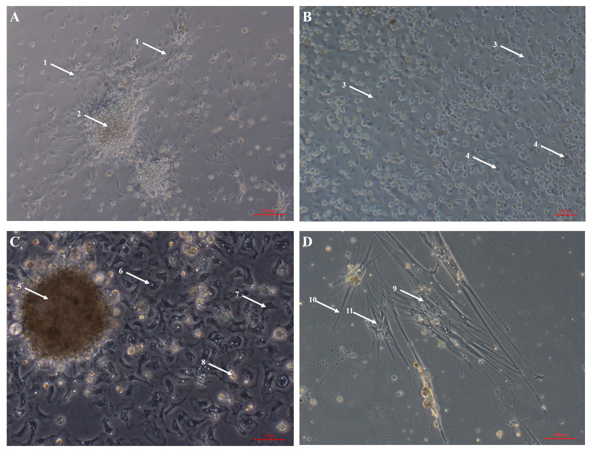 Developments in marine invertebrate primary culture reveal novel cell  morphologies in the model bivalve Crassostrea gigas [PeerJ]