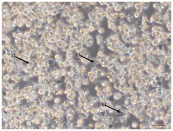 Primary cell culture of Pacific oyster hemocytes.