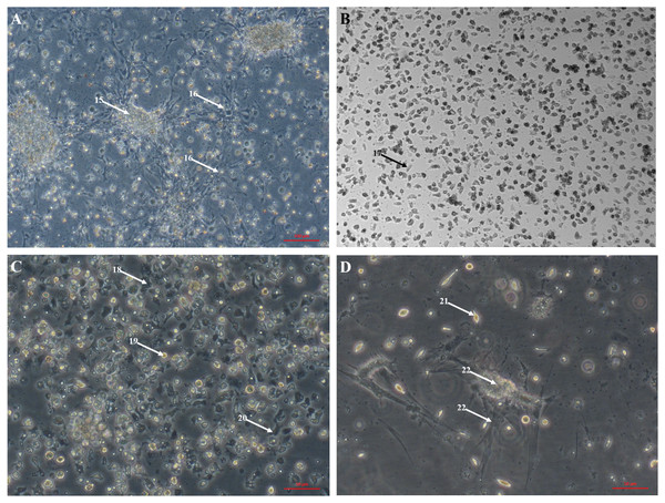 Primary cell cultures established from multiple Pacific oyster tissues.