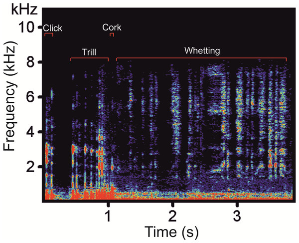 A spectrogram of the Western Capercaillie display vocalization showing the four typical phases.