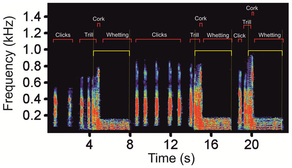 A spectrogram of the low-frequency part (as delimitated by horizontal yellow lines) of three subsequent display vocalizations of the Western Capercaillie.