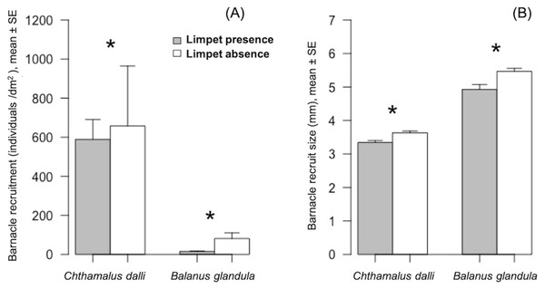 Barnacle (Chthamalus dalli, Balanus glandula) recruitment (A) and size (B) in limpet (Lottia cassis) presence and absence on the Pacific coast of Hokkaido, Japan in September 2017.