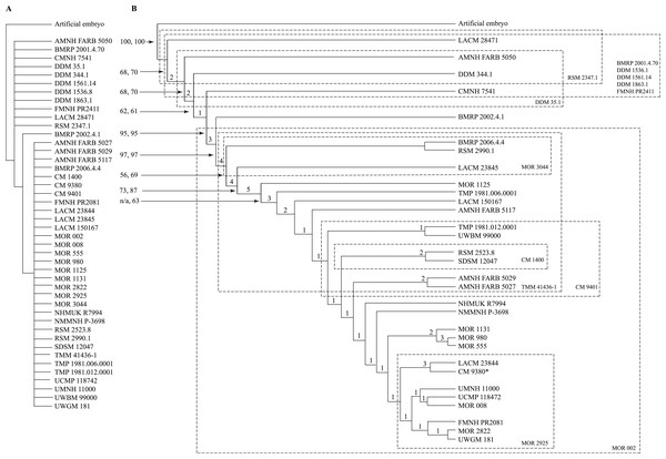 Results of the cladistic analysis of 1,850 characters among 44 specimens of Tyrannosaurus rex.