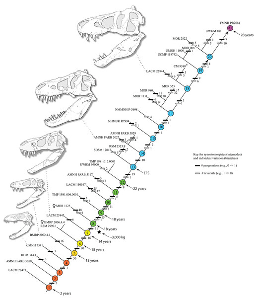 Ontogram of Tyrannosaurus rex showing growth stages, synontomorphies, individual variation, individual specimens, and chronological ages.