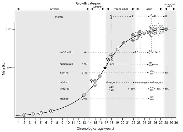 Sex dimorphs of Larson (2008) mapped onto the growth curve of Tyrannosaurus rex.