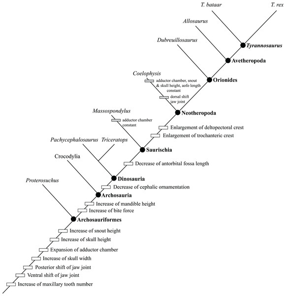 A simplified cladogram of living and extinct Archosauriformes showing 13 cranial and postcranial growth changes that are optimized as synapomorphies.