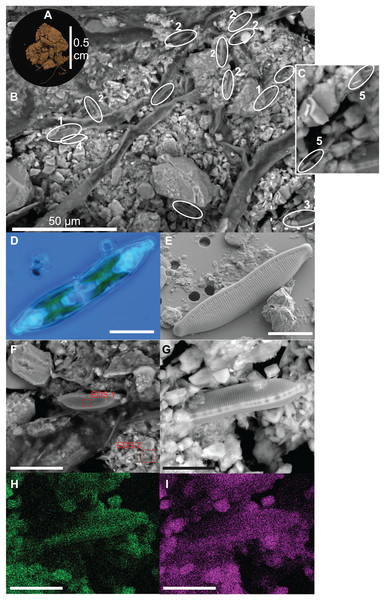 Illustration of diatoms living on the soil surface.