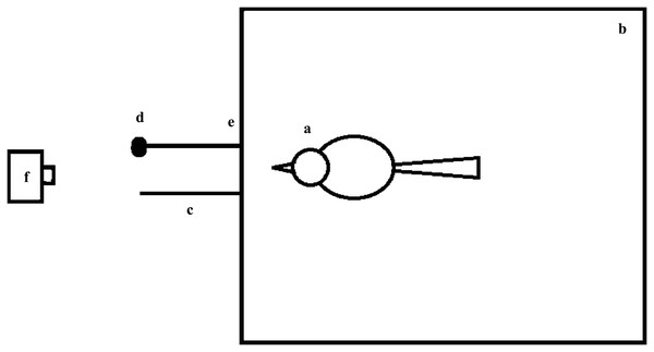 Top view of the experimental device.